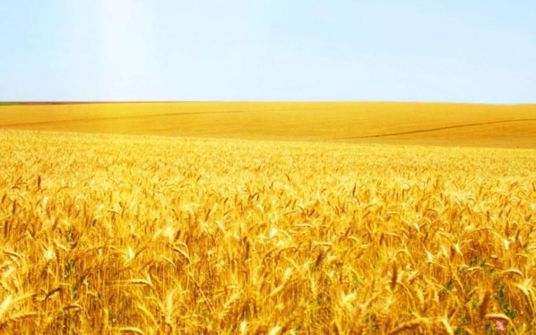 пшеница поле фото