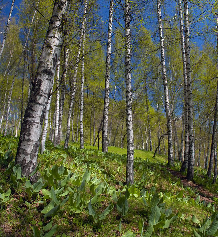 березняк, березовая роща фото