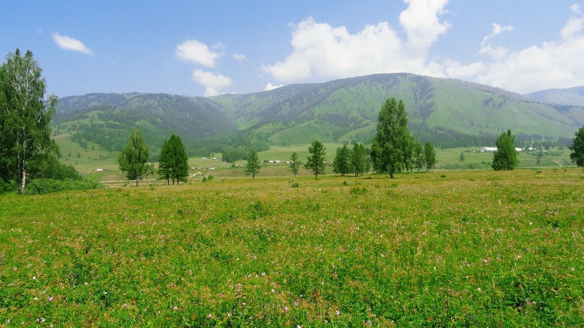 уймонская долина усть-кокса республика алтай фото