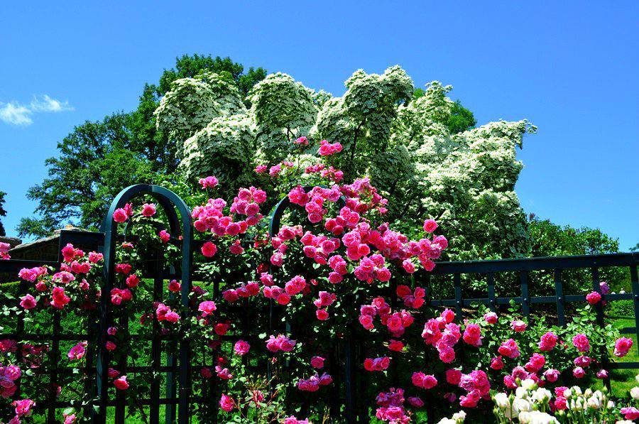 Ð¡ÐÐ´ Ð Ð¾Ð ÐŸÑÐ³Ð³Ð¸ Ð Ð¾ÐºÑÐÐÐÐÑ Ð² ÐÑŒÑŽ-ÐÐ¾ÑÐºÑÐºÐ¾Ð¼ ÐÐ¾ÑÐÐ½Ð¸ÑÐÑÐºÐ¾Ð¼ ÑÐÐ´Ñƒ