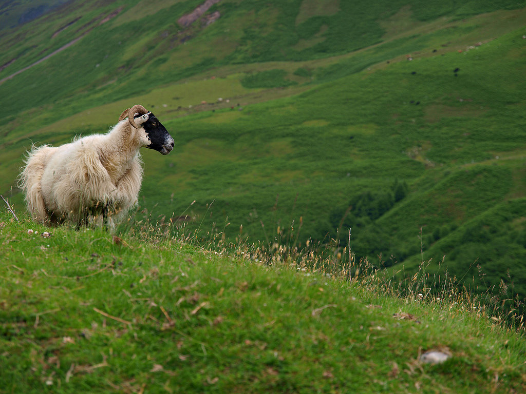 sheep фото