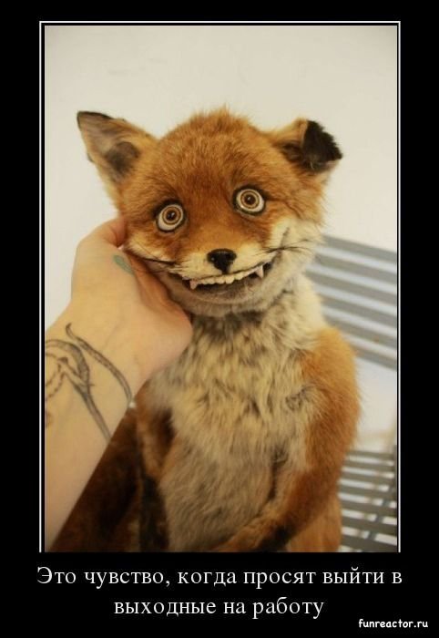 �� ����� ������ ������� ��������