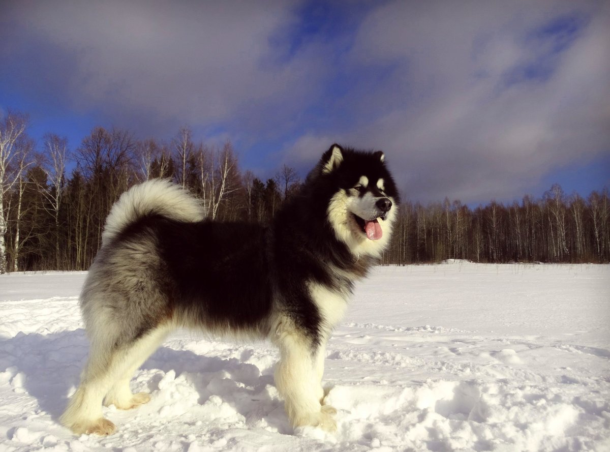 ������ ������� ������ ���� ���� ����������