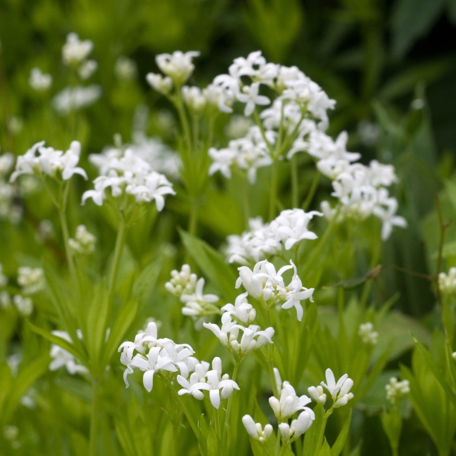 galium odoratum фото