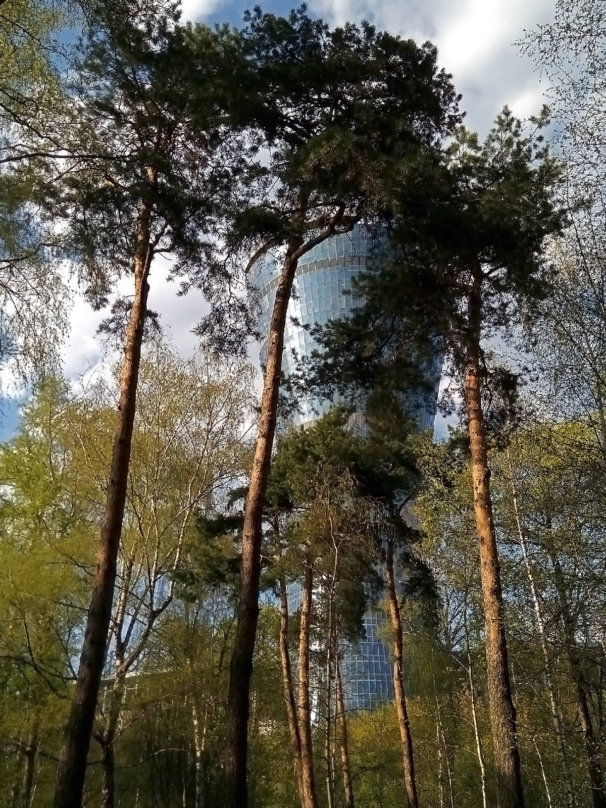 фото в соснах в балашихе фото