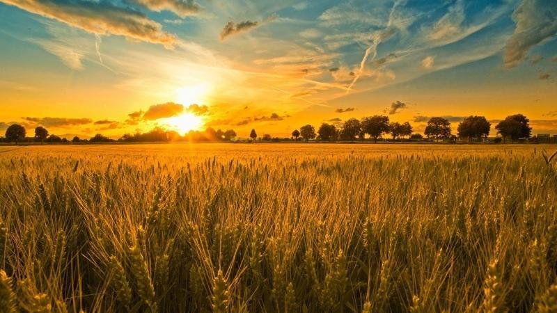 пшеница поле фото