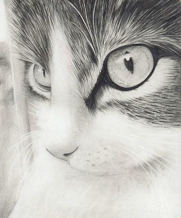 котики карандашом фото