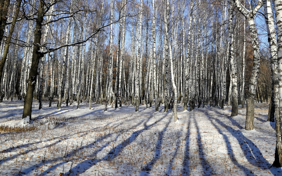 березовый лес зимой фото