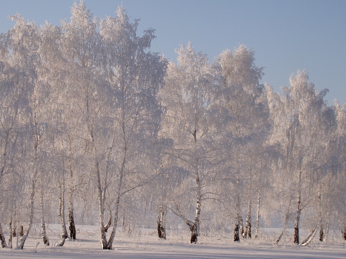 береза зимой фото