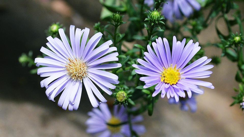 астра purple monarch фото