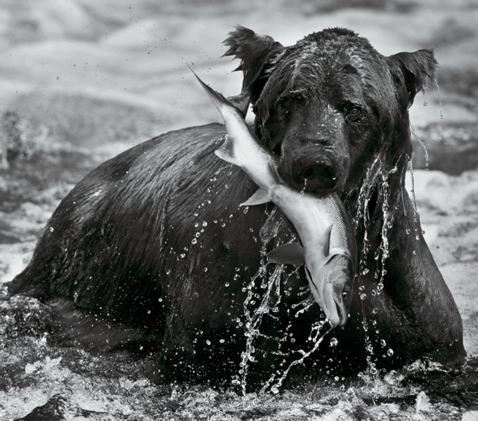 david yarrow фотограф фото