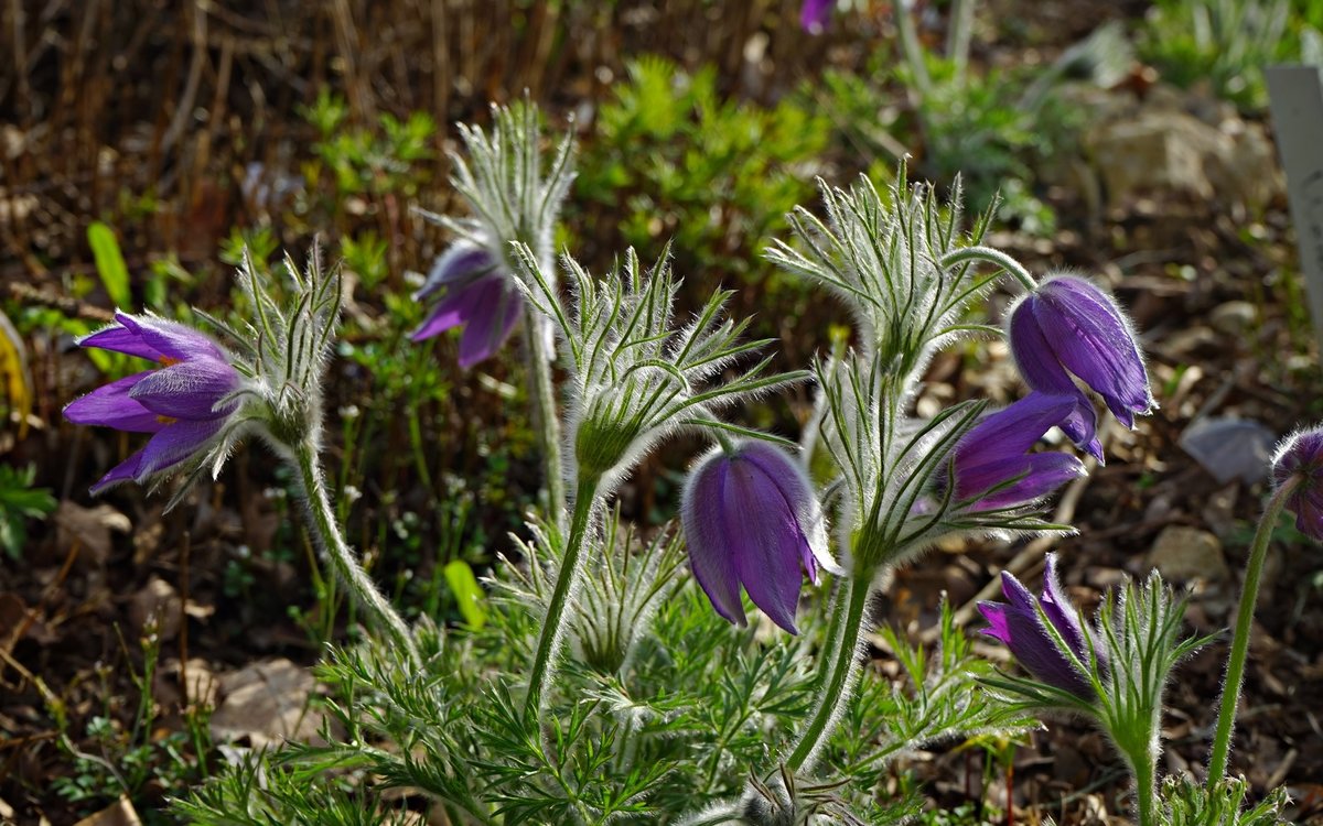 прострел луговой pulsatilla pratensis фото