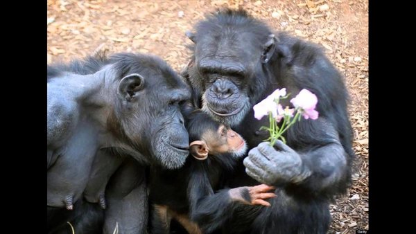 Yandex.To'plamlar — Mening rasmlarim