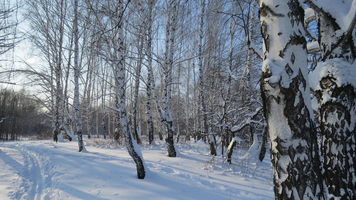зимняя березовая роща фото