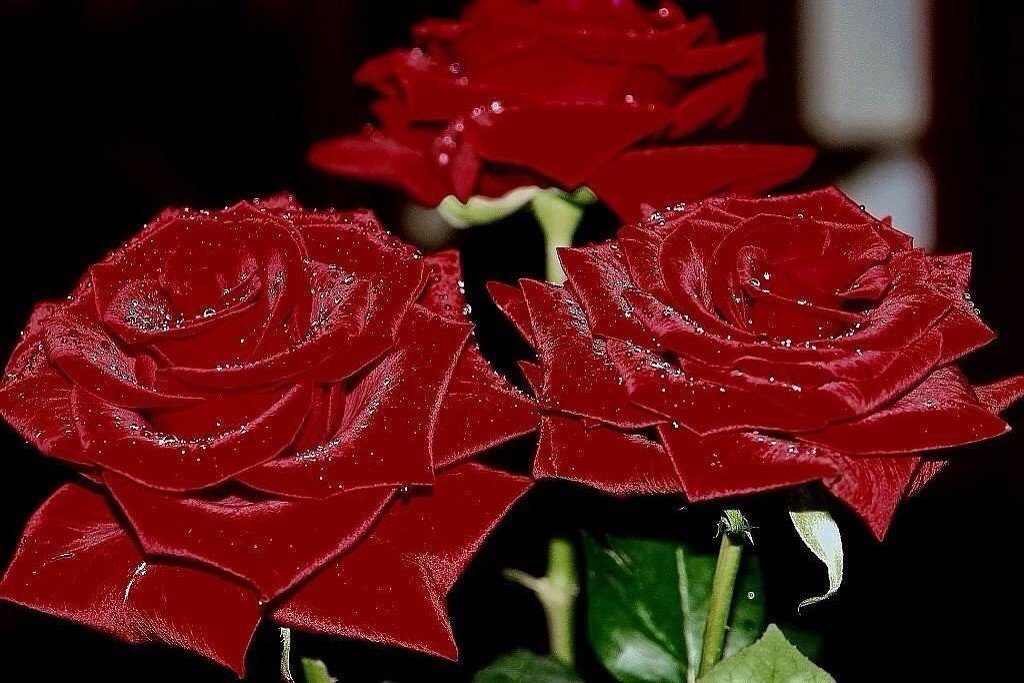 ���� ��������, �������� ���� �������� ��������