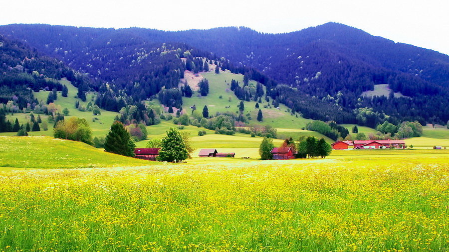 альпийские луга швейцария альпийские луга швейцария фото