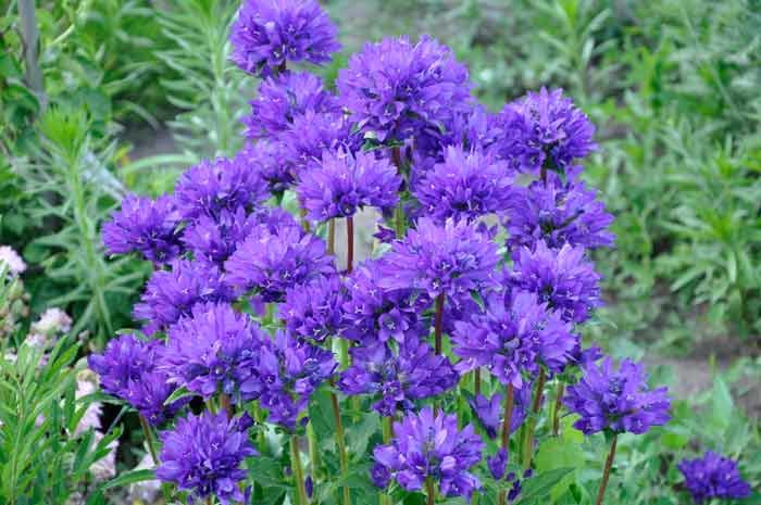 колокольчик скученный campanula glomerata фото
