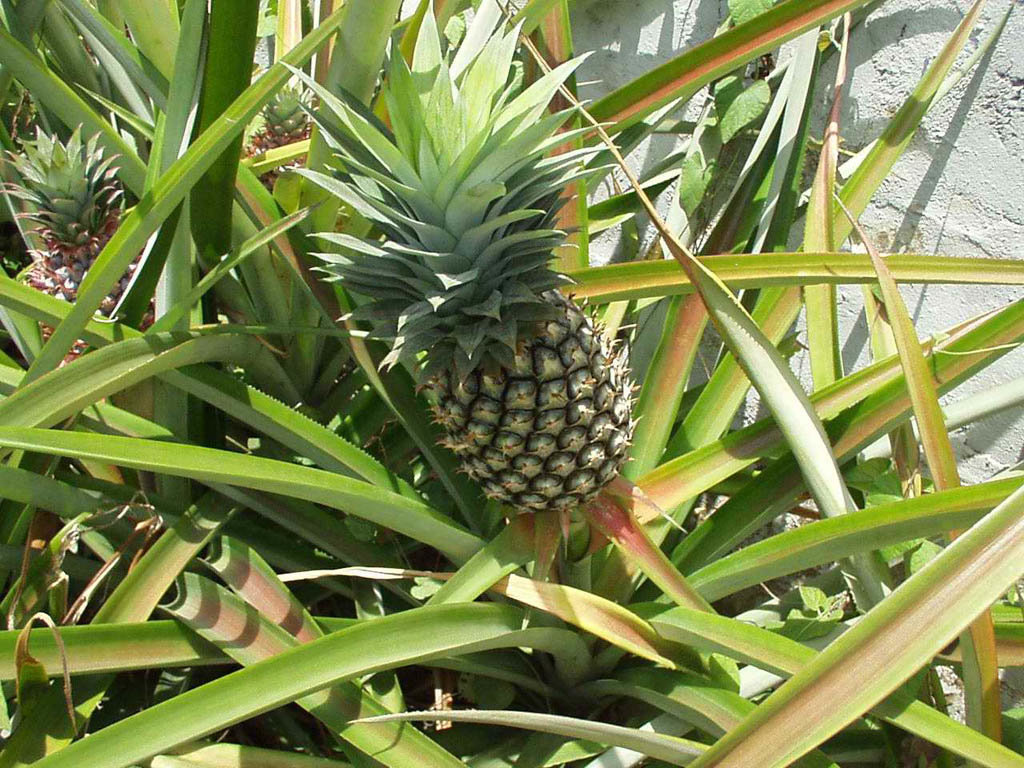 Ananas comosus- ананас крупнохохолковый.