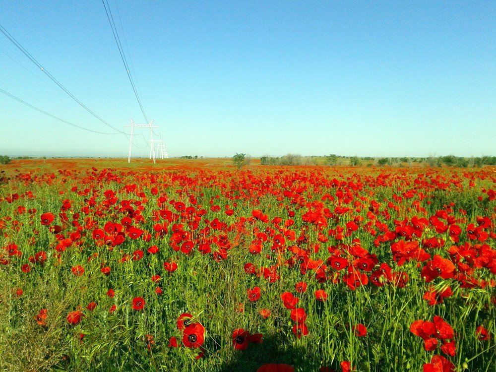 маковое поле фото