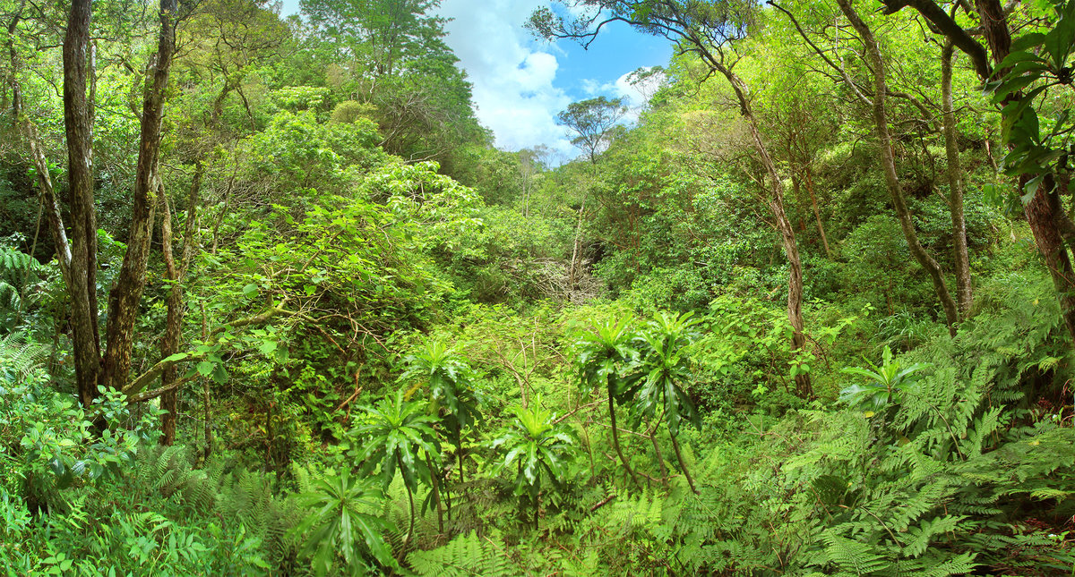 Producers in the rainforest