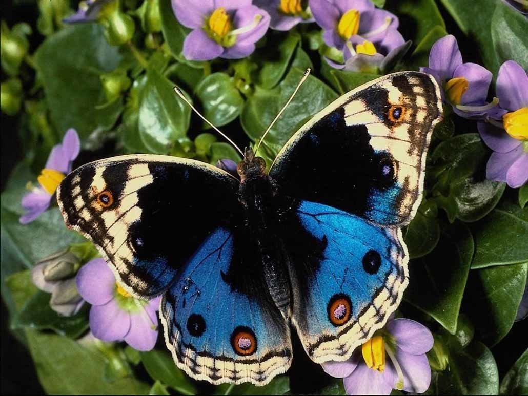 �������� ������� �������� �������, ����