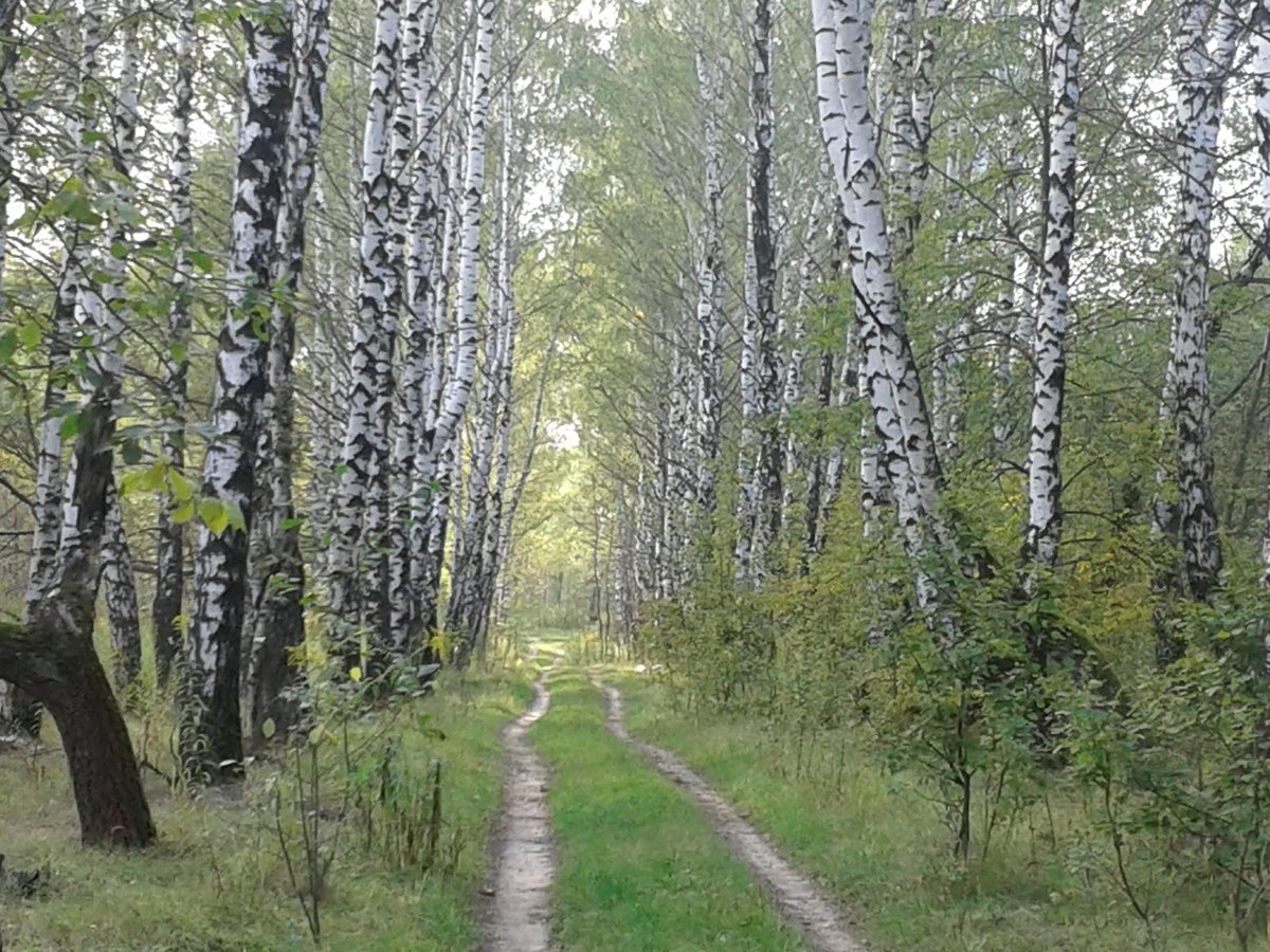 березовая роща тула фото