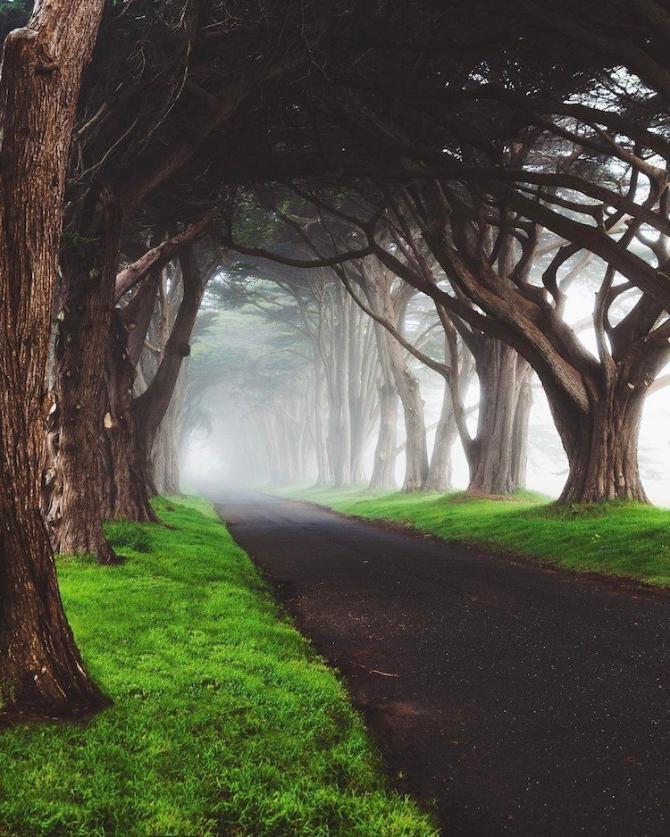 кипарисовый туннель, национальный парк point reyes, калифорния фото