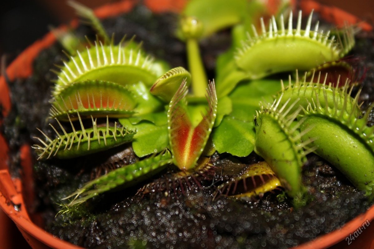 �������� � ������ ���� - 6