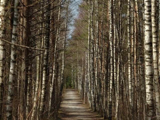 лес дорога фото