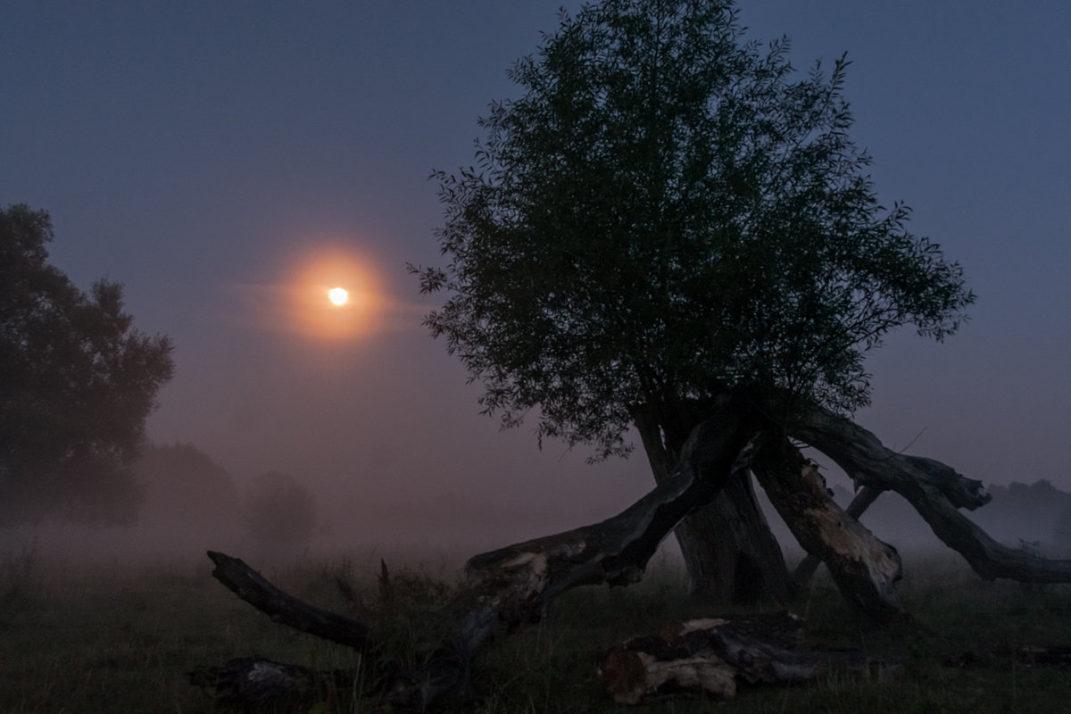 дерево пейзаж фото