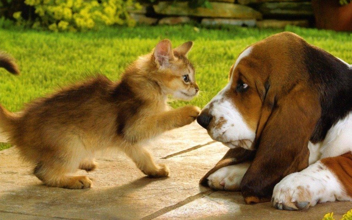 Котята и собаки фото смешные