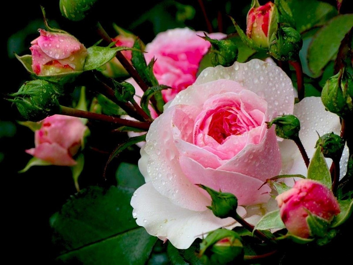 В мире существует бесчисленное количество видов роз на любой вкус. Розы могут быть различных цветов. Розовые розы.