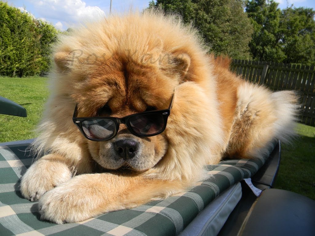 ������� ����, �������� ���-���