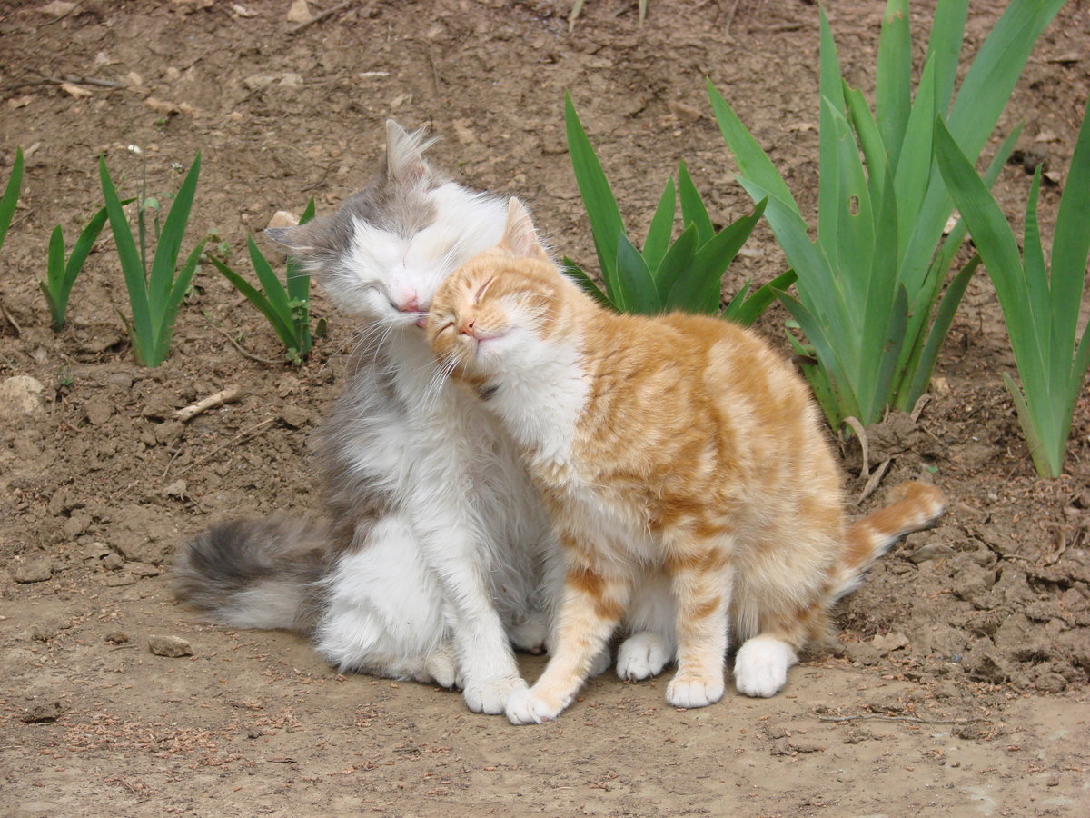 котики пара фото