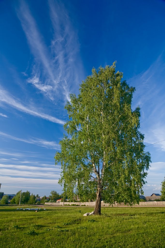 берёза дерево берёза фото