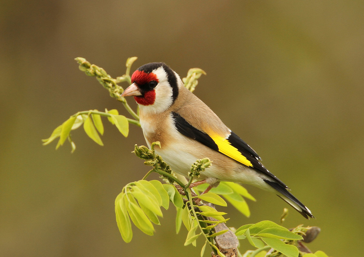щегол (carduelis carduelis) фото