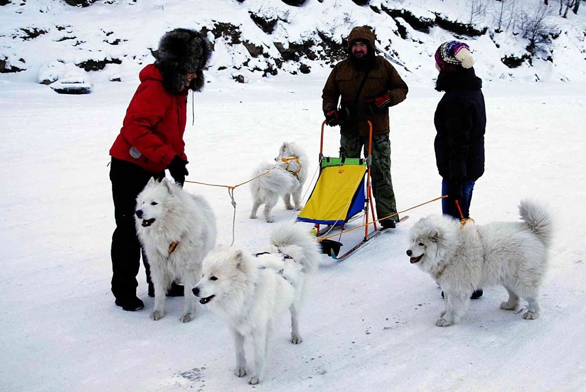 snowbound samoyeds
