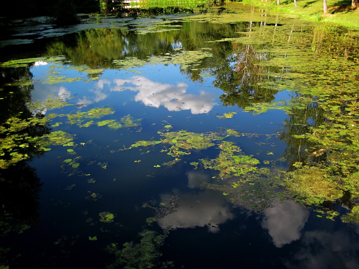 прудовая вода