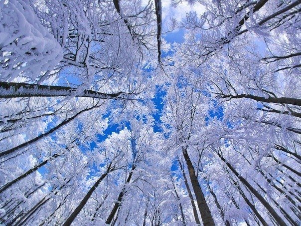 дерево в снегу фото