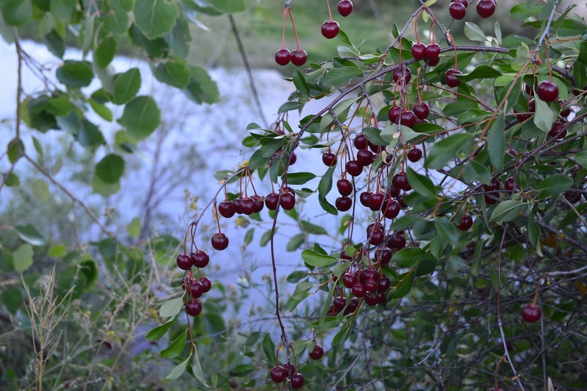 вишня кустарниковая степная фото