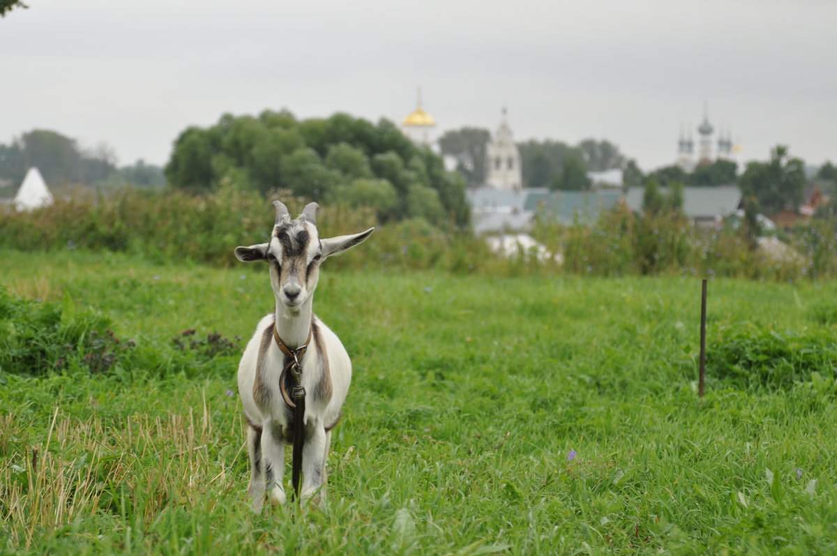 козы в деревне фото