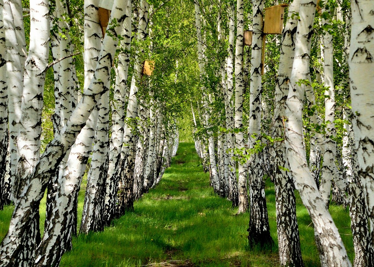 �������, �������� ������