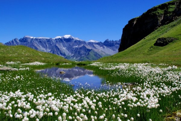 альпийские луга швейцария фото