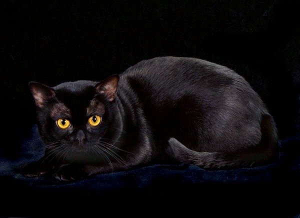 бомбейская кошка фото