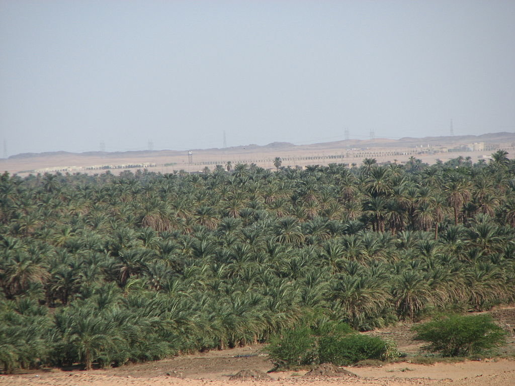 лес судан фото