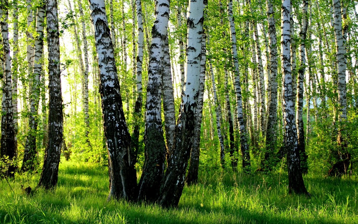 берёзовая роща фотографии фото