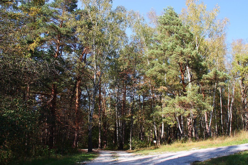 сосновые леса иркутской области фото