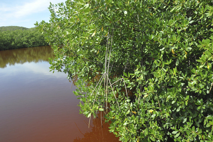 mangrove фильм 2020 фото