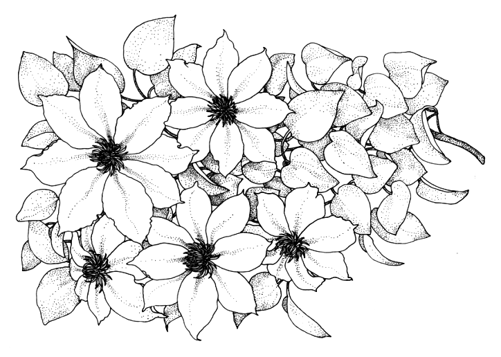 Картинки черно-белые цветы