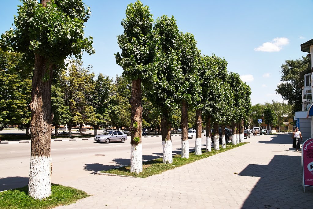 дерево тополь фото